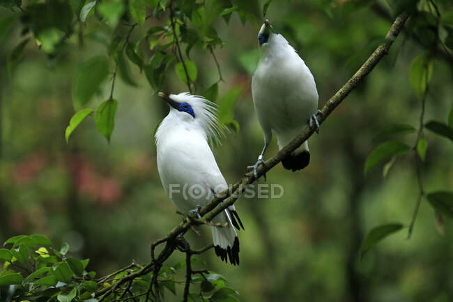 Two birds perched on a branch, Indonesia — Stock Photo