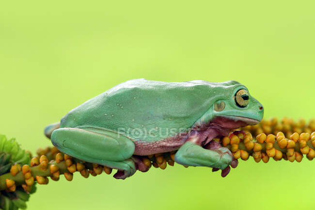 Дурна деревна жаба на гілці (Індонезія). — стокове фото
