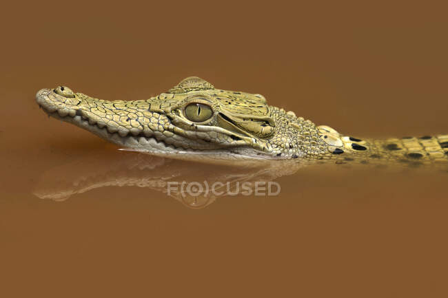 Primo piano di un coccodrillo che nuota in un fiume, Indonesia — Foto stock