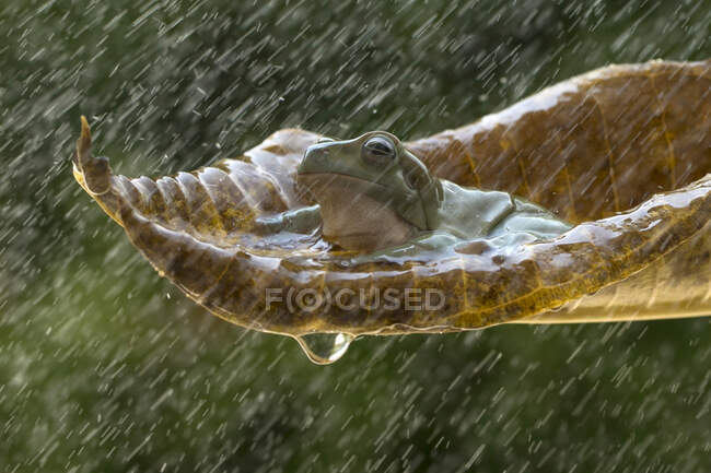 Лягушка, сидящая на листочке под дождем, Индонезия — стоковое фото
