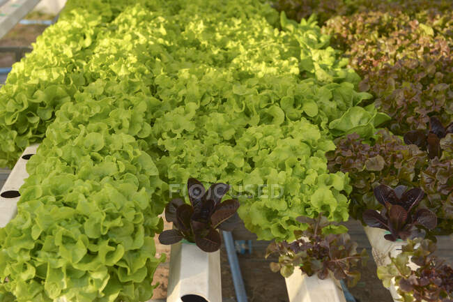 Primo piano della coltivazione della lattuga in una serra idroponica, Thailandia — Foto stock