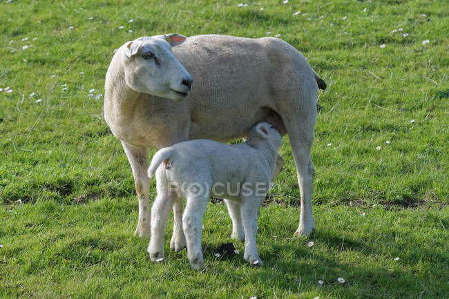 Ameixa de ovelha e cordeiro em aleitamento, Frísia Oriental, Baixa Saxónia, Alemanha — Fotografia de Stock