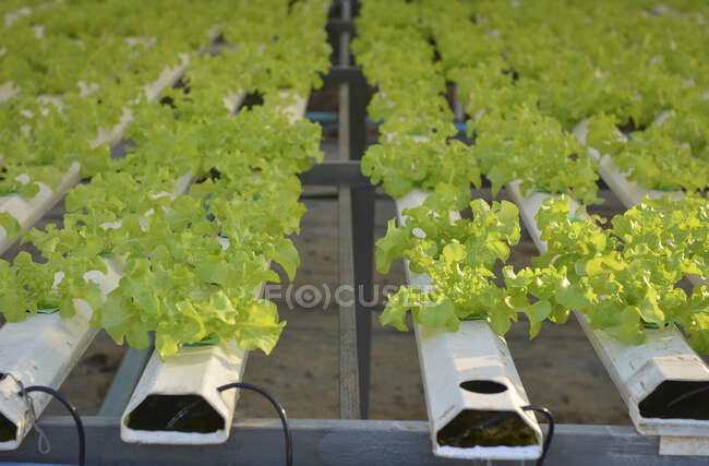 Großaufnahme von Salat, der in einem hydroponischen Gewächshaus wächst, Thailand — Stockfoto