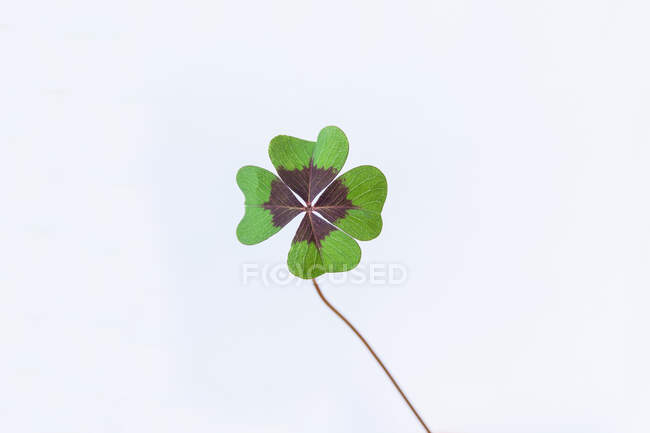 Primer plano de un trébol de cuatro hojas, España - foto de stock