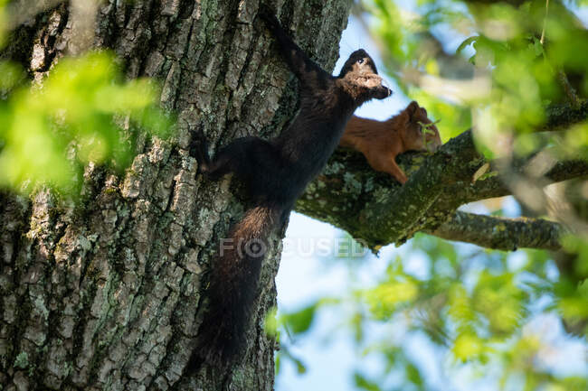 Schwarze und rote Eichhörnchen auf einem Baum, Salzburg, Österreich — Stockfoto