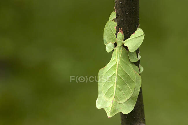 Mante des feuilles sur une branche, Indonésie — Photo de stock