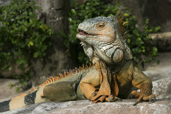 Retrato de una iguana sobre rocas, Indonesia - foto de stock