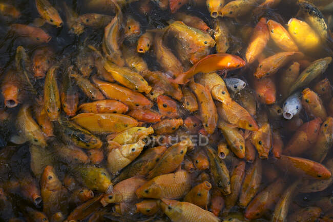 Overhead view of goldfish feeding, Indonesia — Stock Photo