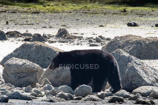 Orso nero in piedi sulla spiaggia, British Columbia, Canada — Foto stock