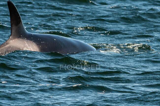 Primo piano di un'orca che nuota nell'oceano, Columbia Britannica, Canada — Foto stock