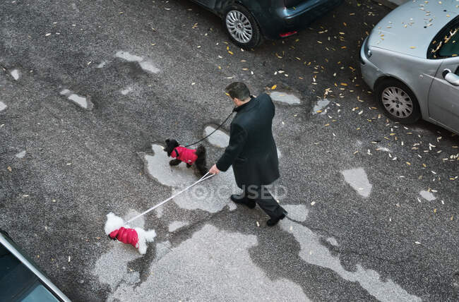 Vista aerea di un uomo che porta a spasso i suoi due cani, Italia — Foto stock