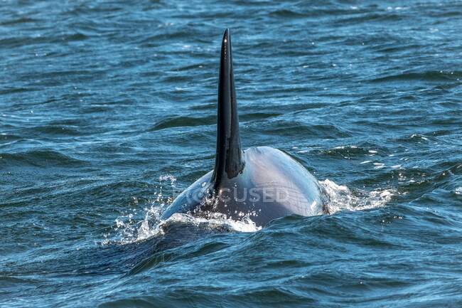 Gros plan d'une orque nageant dans l'océan, Colombie-Britannique, Canada — Photo de stock