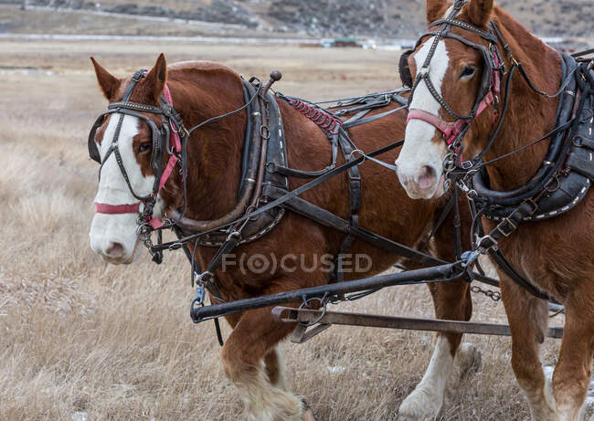 Two brown Tennessee Walker horses pulling a wagon in a field, Wyoming, United States — Stock Photo