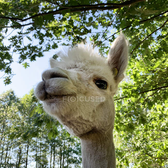 Portrait of an alpaca on a farm, Lithuania — Foto stock