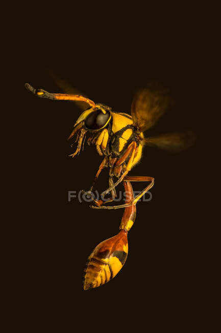 Close-up of a yellow jacket wasp, Indonesia — Stock Photo