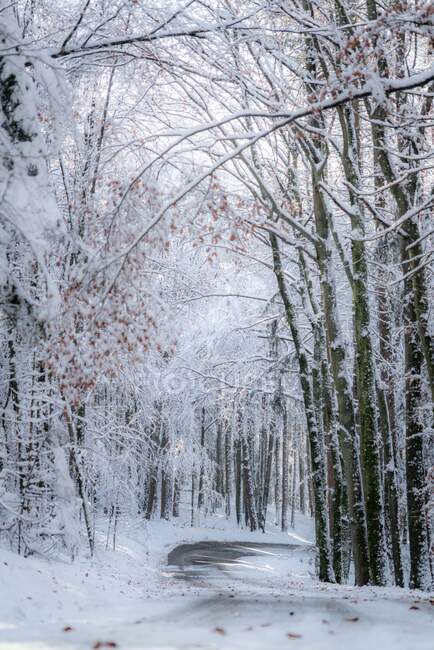 Camino cubierto de nieve serpenteando a través del bosque invernal, Salzburgo, Austria - foto de stock