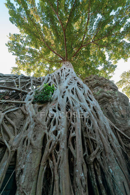 Árvore crescendo em Angkor Wat, Siem Reap, Camboja — Fotografia de Stock