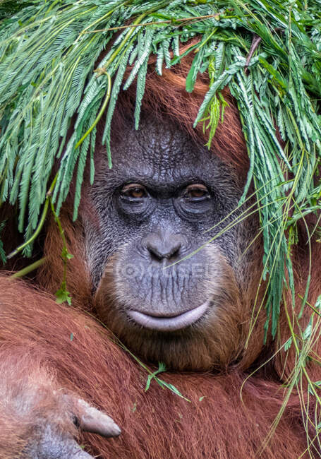 Portrait d'un orang-outan avec des feuilles sur la tête, Indonésie — Photo de stock