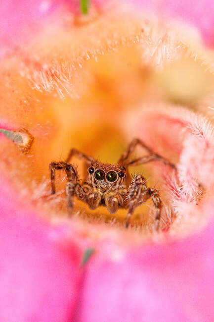 Крупный план прыгающего паука в цветке, Индонезия — стоковое фото