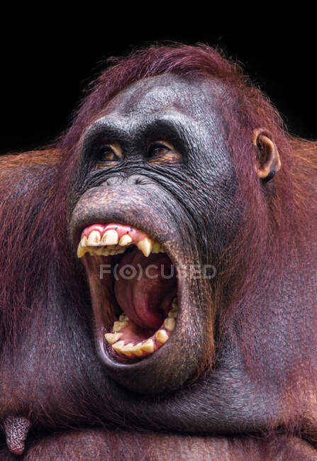 Ritratto di orango con la bocca aperta, Indonesia — Foto stock