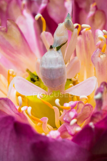 Mantis de orquídea em uma flor, Indonésia — Fotografia de Stock