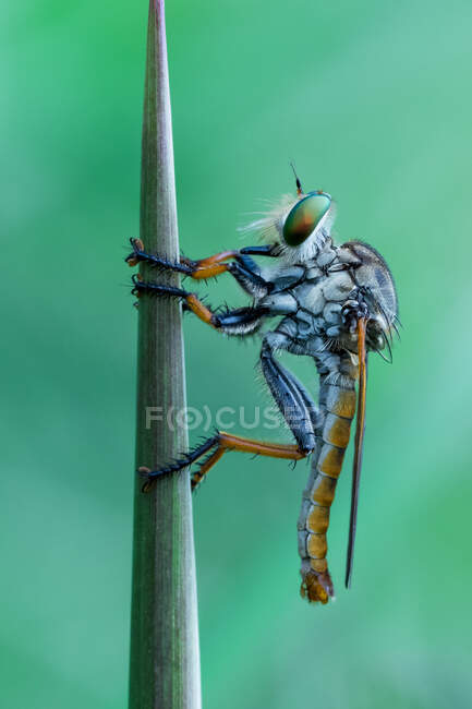 Portrait of a robberfly, Indonesia — Fotografia de Stock