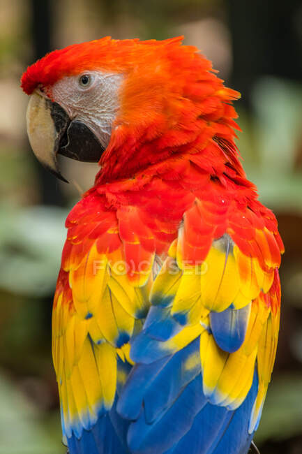 Портрет попугая, Индонезия — стоковое фото