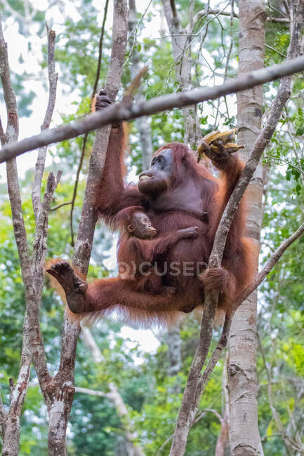 Orang-Utan in den Bäumen mit ihrem Säugling, Indonesien — Stockfoto
