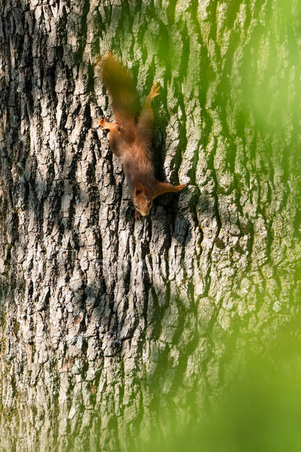 Rotes Eichhörnchen klettert einen Baum hinunter, Salzburg, Österreich — Stockfoto