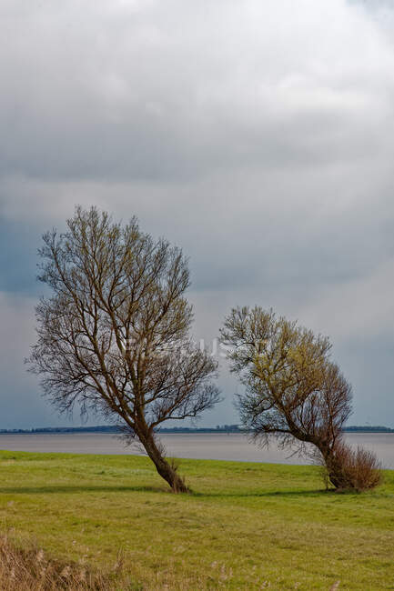 Leaning trees growing by river Ems, East Frisia, Lower Saxony, Germany — Stock Photo