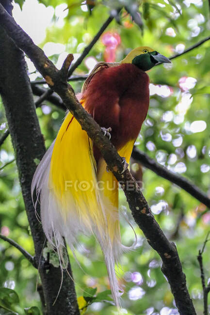 Bonito Cendrawasih colorido no ramo ao ar livre, Indonésia — Fotografia de Stock