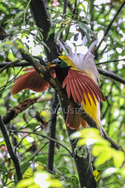 Hermoso colorido Cendrawasih en rama al aire libre, Indonesia - foto de stock