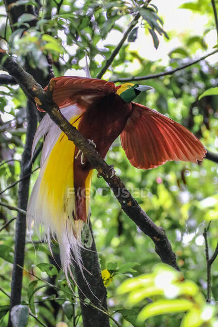 Bella colorata Cendrawasih su ramo esterno, Indonesia — Foto stock