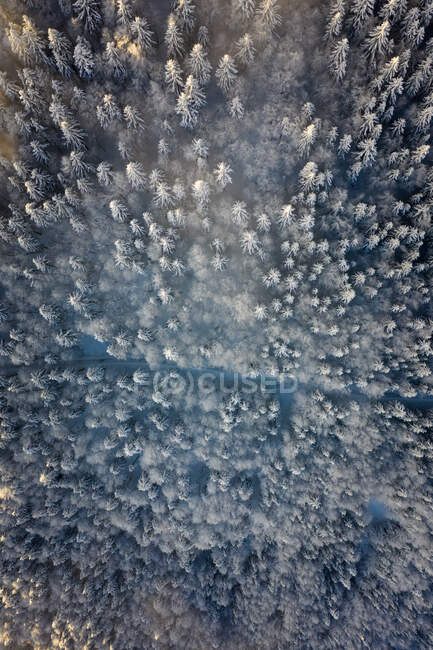 Vue aérienne sur les arbres enneigés, Gaisberg, Salzbourg, Autriche — Photo de stock