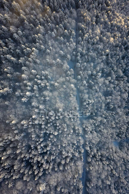 Vista aérea de los árboles cubiertos de nieve, Gaisberg, Salzburgo, Austria - foto de stock