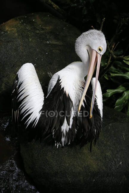 Portrait of a pelican preening feathers, Indonesia - foto de stock
