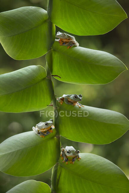 Cuatro ranas en una planta, Indonesia - foto de stock
