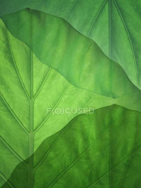 Primer plano de las hojas verdes, Corea del Sur - foto de stock