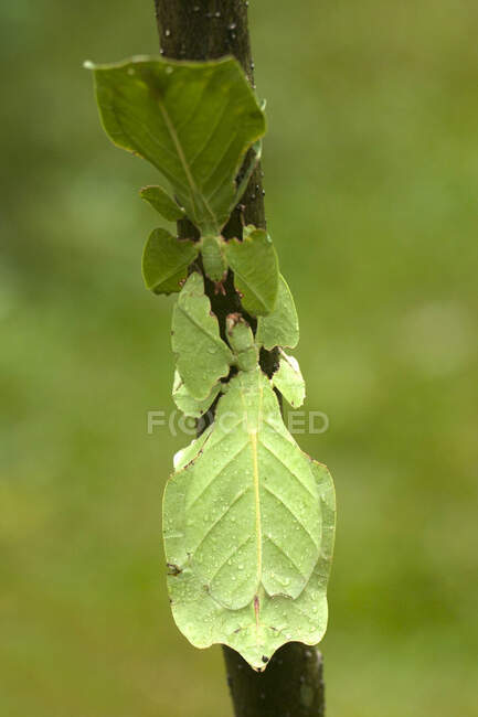 Mantis de dos hojas en una rama, Indonesia - foto de stock