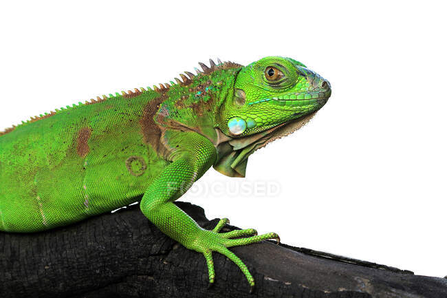 Ritratto di iguana su una filiale, Indonesia — Foto stock