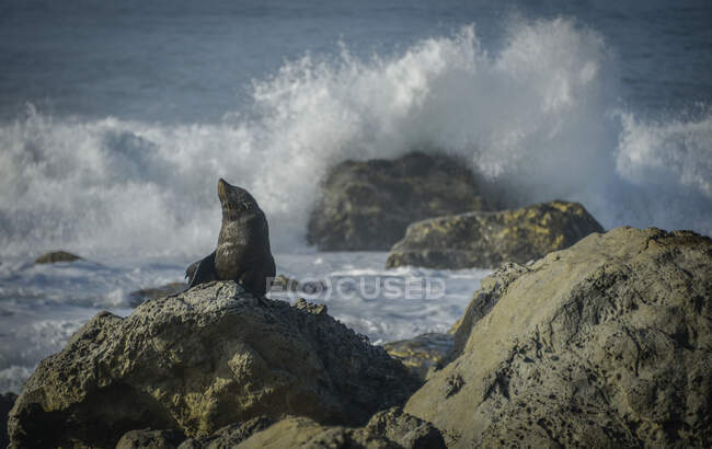 Тюлень, сидящий на скале, Кайкоура, Южный остров, Новая Зеландия — стоковое фото