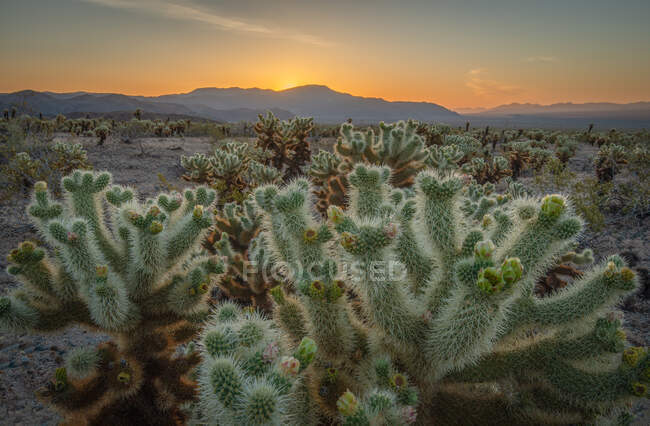 Cholla Cactus Garden at Sunrise, Joshua Tree National Park, Califórnia, Estados Unidos da América — Fotografia de Stock