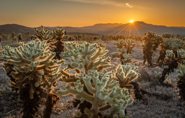Cholla-Kaktus bei Sonnenaufgang, Kofa National Wildlife Refuge, Arizona, Vereinigte Staaten — Stockfoto