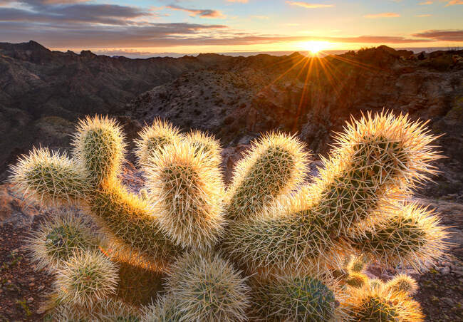 Cholla-Kaktus bei Sonnenaufgang, Kofa National Wildlife Refuge, Arizona, Vereinigte Staaten — Stockfoto