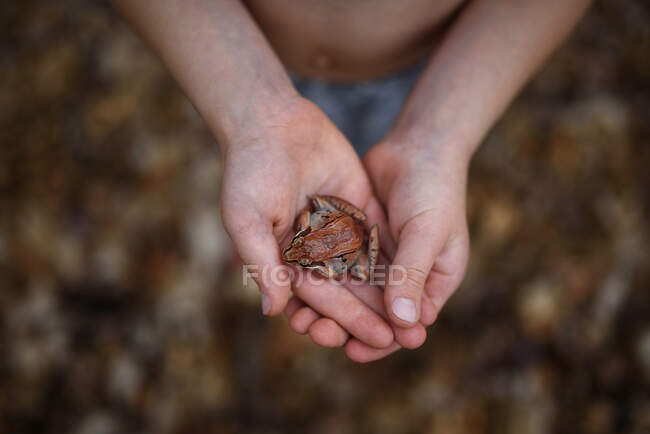 Vista aérea de un niño sosteniendo una rana, Estados Unidos - foto de stock