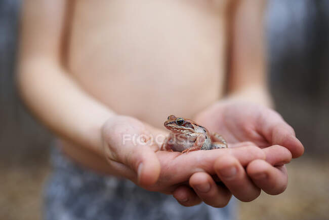 Вид сверху на мальчика, держащего лягушку, США — стоковое фото