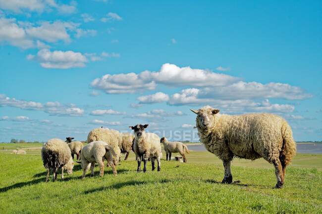 Стадо овец, стоящих в поле, Восточная Фризия, Нижняя Саксония, Германия — стоковое фото