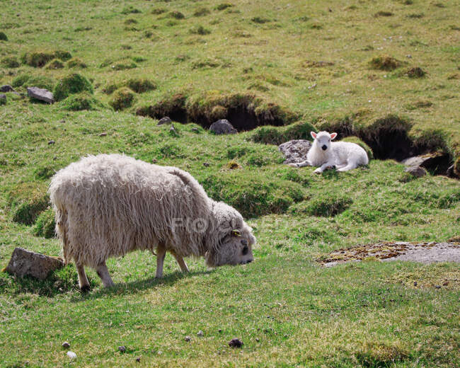 Ovelha e cordeiro em um prado, Ilhas Faroé, Dinamarca — Fotografia de Stock
