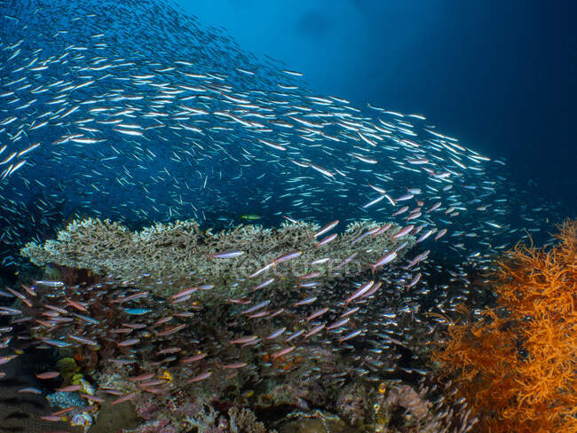 Vista submarina de peces nadando cerca de corales en el mar - foto de stock