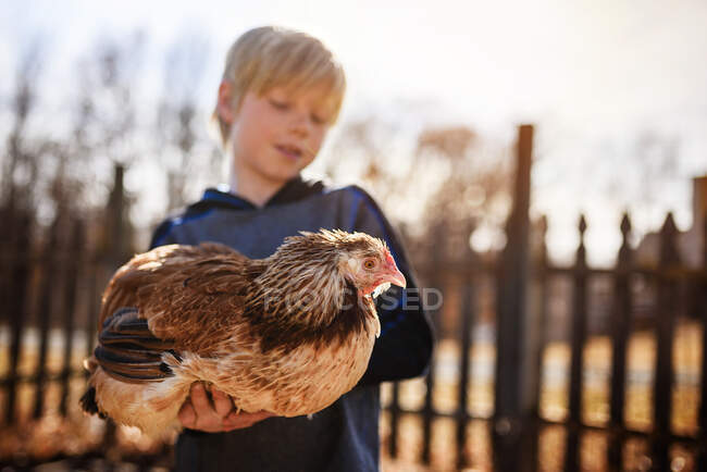 Niño de pie en el jardín sosteniendo un pollo, Estados Unidos - foto de stock